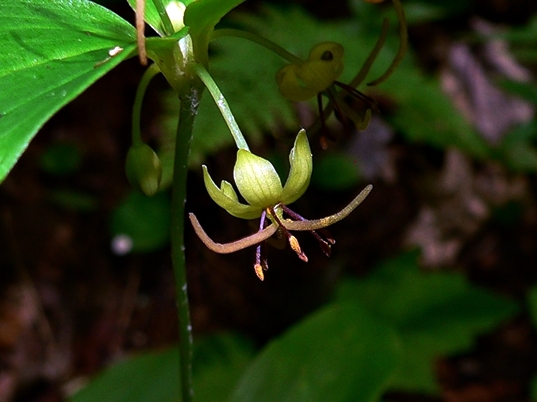 {Medeola virginiana}